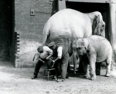 Baby Indian Elephant and adult female Indian Elephant, Assam Lukhi who is with keeper Charles Eyles, having her feet trimmed at London Zoo, September 1923 by Frederick William Bond